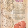 Блокнот Paperblanks Ботанічні Дива Лілія Мартагон Flexi великий 18 х 23 см нелінований
